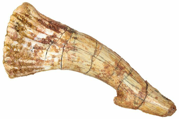 Fossil Sawfish (Onchopristis) Rostral Barb - Morocco #322853